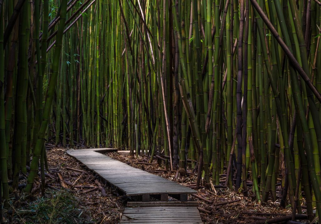 path through bamboo