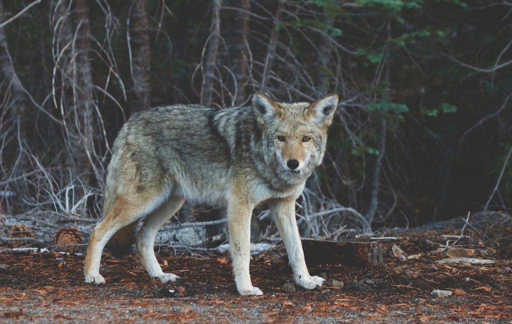 I dreamed that I saw a wild wolf. He jumped towards me. I tried to throw a sack of food at him, because I thought he was hungry. But, he came straight at me. I called out the name of Jesus.