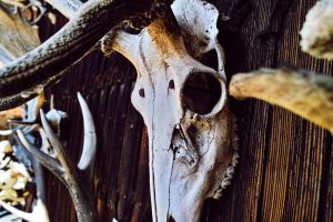 Sandeep was soaked in opium smoke and wine odors. The house was laden with dirt, bones and skulls of animals, and ritual-related articles.